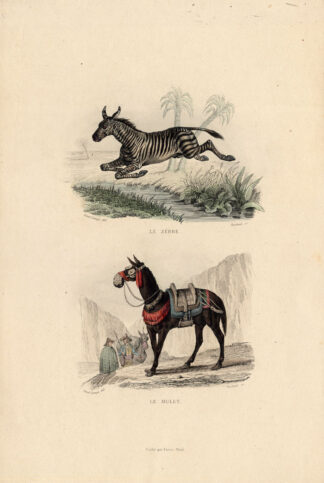 Antique Print-ZEBRA-MULE-Buffon-1839