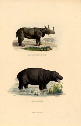 Antique Print-RHINOCEROS-HIPPOPOTAMUS-Buffon-1839