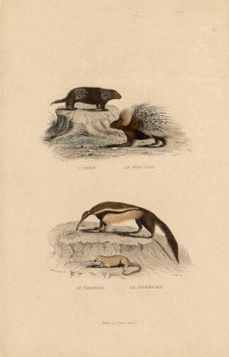 Antique Print-PORCUPINE-GIANT ANTEATER-Buffon-1839