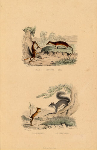 Antique Print-OPOSSUM-JERBOA-SQUIRREL-Buffon-1839