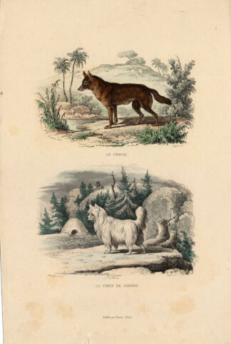Antique Print-JACKAL-SIBERIAN HUSKY-HUSKY-Buffon-1839