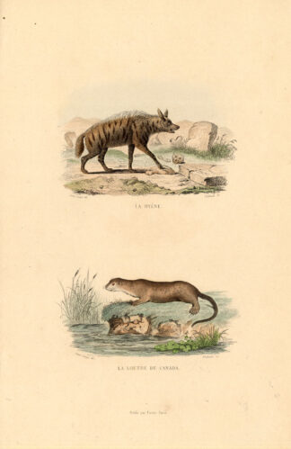 Antique Print-HYENA-OTTER-LONTRA-Buffon-1839