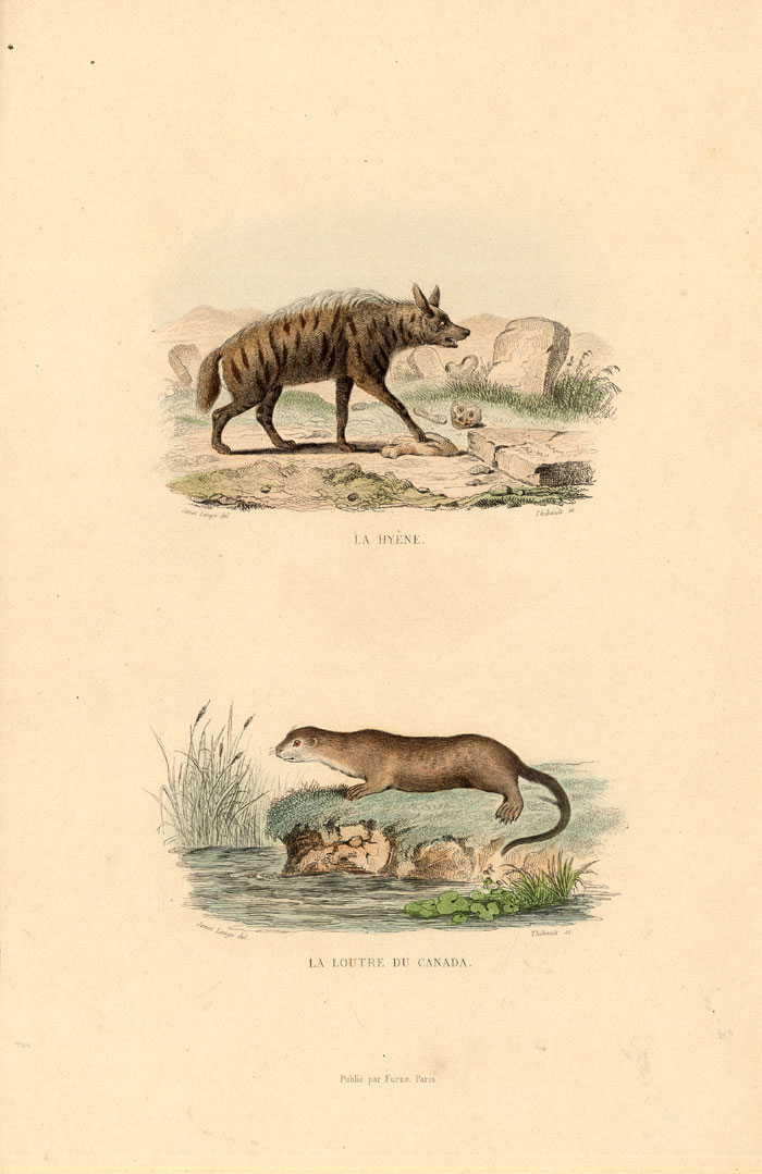 , Antique Print-HYENA-OTTER-LONTRA-Buffon-1839, Pictura Antique Prints