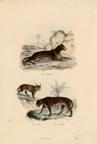 Antique Print-LEOPARD-LYNX-JAGUAR-Buffon-1839