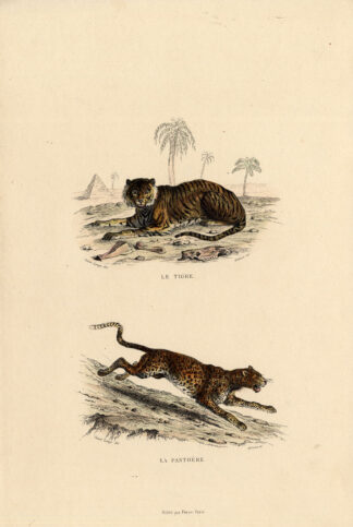 Antique Print-TIGER-PANTHER-Buffon-1839