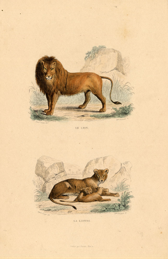 50s 60s LABOURE LIONS ライオンプリント フロッキー 1960 LION