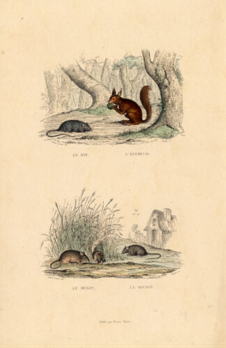 Antique Print-RAT-SQUIRREL-MOUSE-Buffon-1839