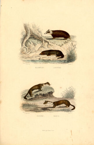 Antique Print-BADGER-OTTER-STONE MARTEN-Buffon-1839