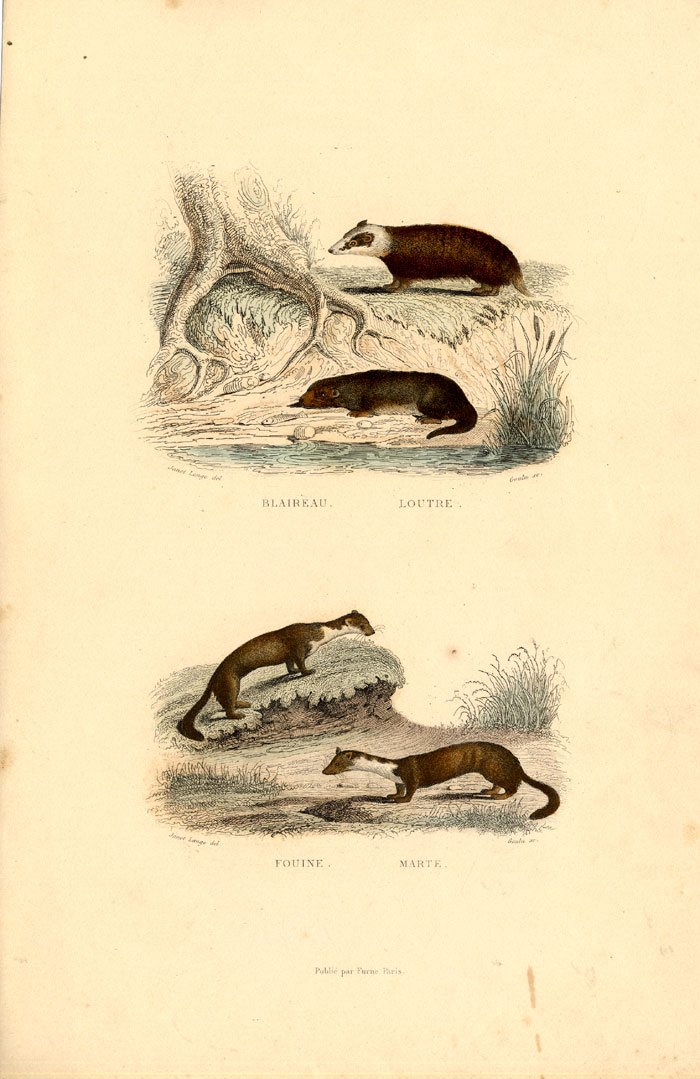 , Antique Print-BADGER-OTTER-STONE MARTEN-Buffon-1839, Pictura Antique Prints