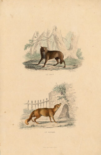 Antique Print-WOLF-FOX-Buffon-1839