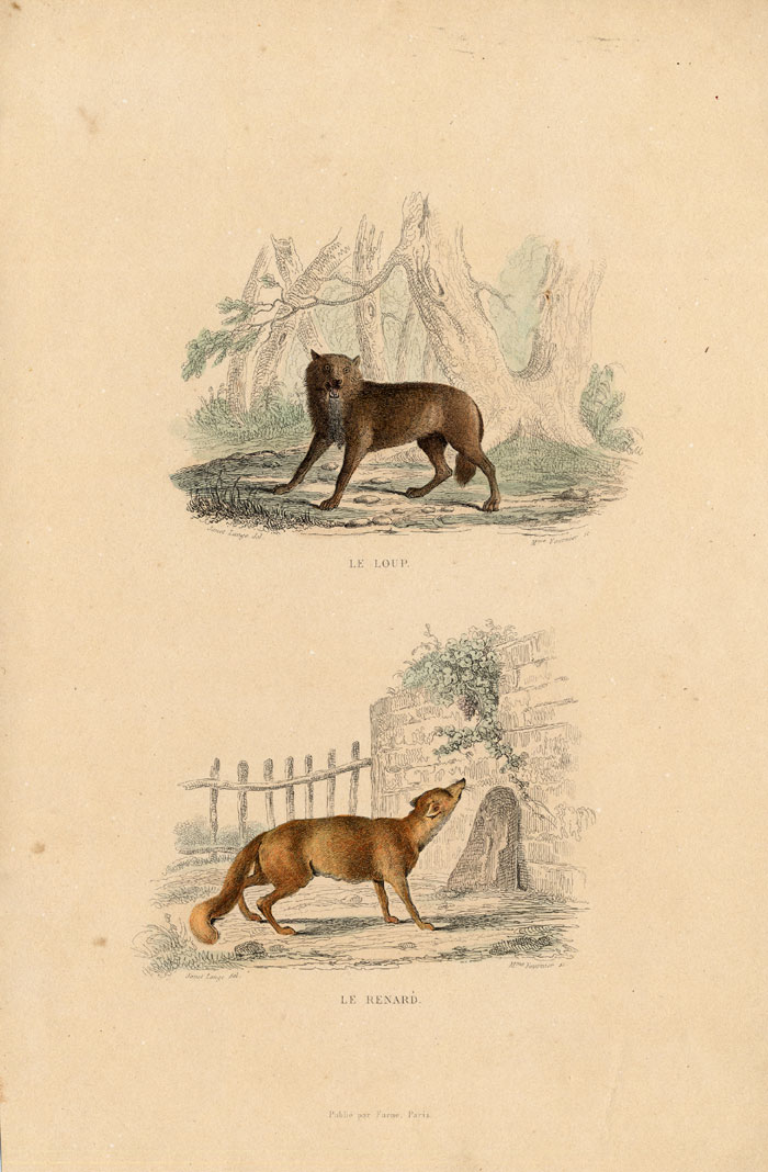, Antique Print-WOLF-FOX-Buffon-1839, Pictura Antique Prints