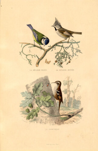Antique Print-BLUE TIT-CRESTED TIT-CREEPER-Buffon-1839