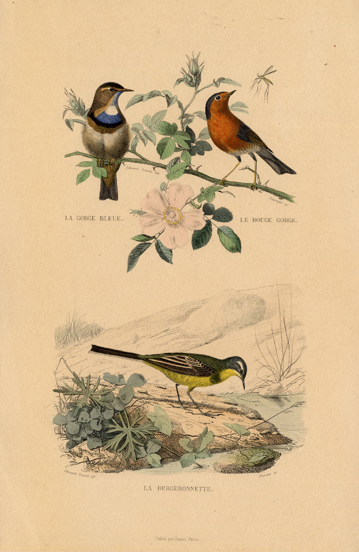 , Antique Print-BLUETHROAT-ROBIN-WAGTAIL-Buffon-1839, Pictura Antique Prints