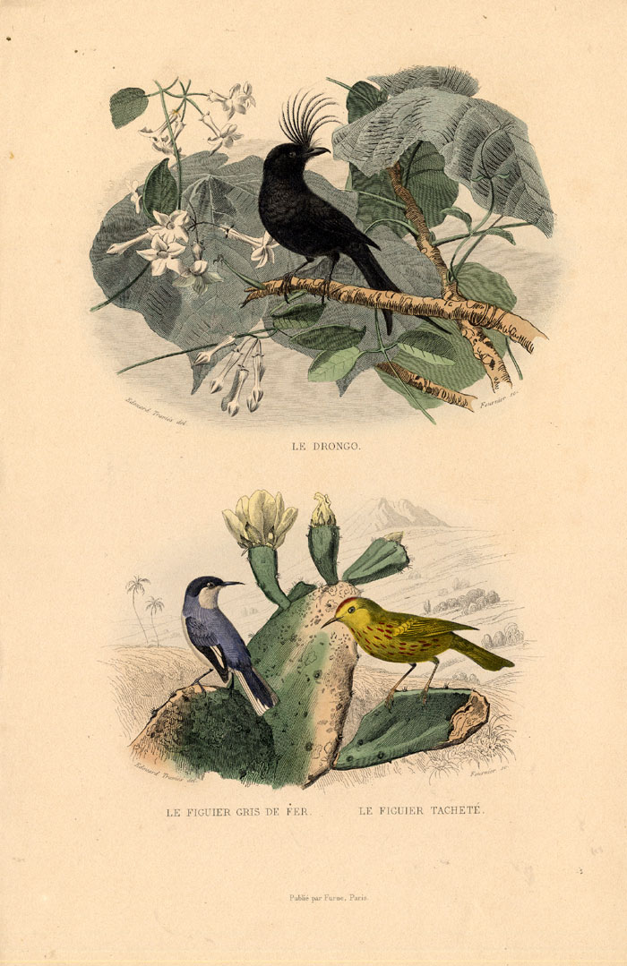 , Antique Print-DRONGO-WARBLER-Buffon-1839, Pictura Antique Prints