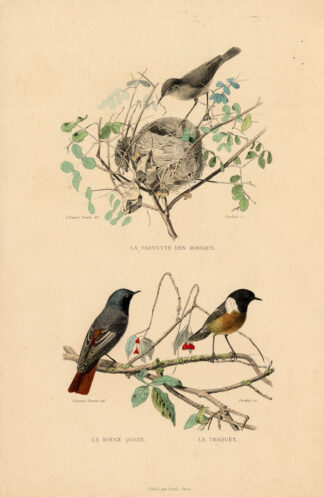 Antique Print-WARBLER-PHOENICURUS-WHEATEAR-Buffon-1839