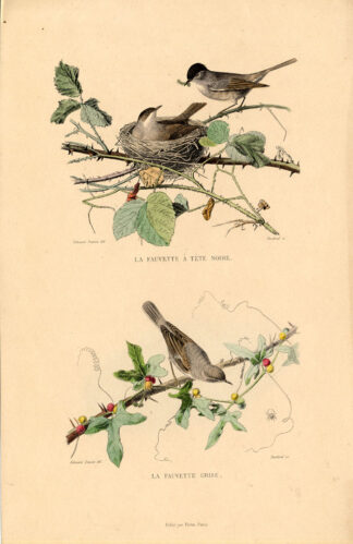Antique Print-BLACKCAP-WHITETHROAT-Buffon-1839