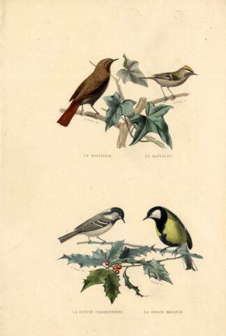 Antique Print-NIGHTINGALE-KINGLET-COAL TIT-Buffon-1839