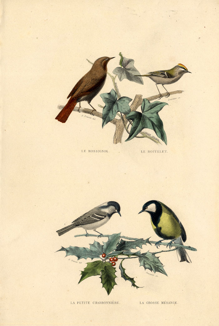 , Antique Print-NIGHTINGALE-KINGLET-COAL TIT-Buffon-1839, Pictura Antique Prints
