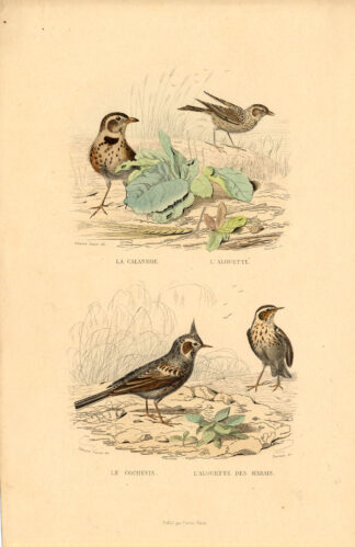 Antique Print-CALANDRA LARK-CRESTED LARK-Buffon-1839