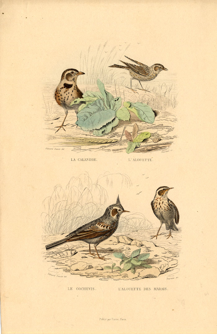 , Antique Print-CALANDRA LARK-CRESTED LARK-Buffon-1839, Pictura Antique Prints