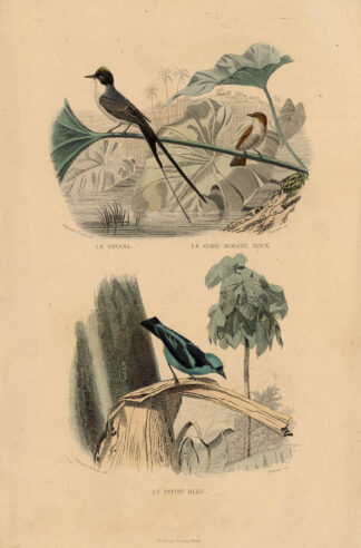Antique Print-FLYCATCHER-BLUE DACNIS-Buffon-1839