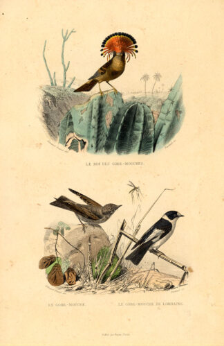 Antique Print-FLYCATCHER-MONARCHIDAE-Buffon-1839