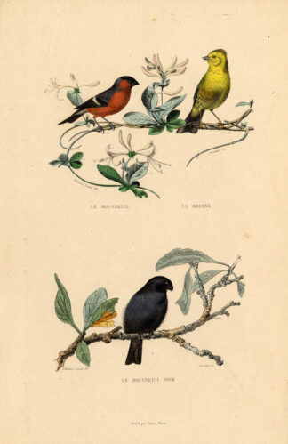 Antique Print-BULLFINCH-YELLOWHAMMER-FINCH-Buffon-1839