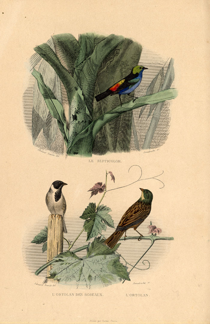 , Antique Print-PARADISE TANAGER-ORTOLAN-Buffon-1839, Pictura Antique Prints
