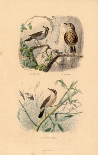 Antique Print-REDWING-MISTLE THRUSH-WARBLER-Buffon-1839