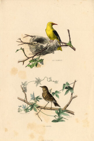 Antique Print-ORIOLE-WOOD THRUSH-THRUSH-Buffon-1839