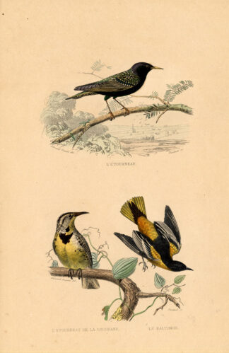 Antique Print-COMMON STARLING-ORIOLE-Buffon-1839