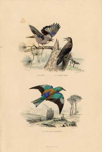 Antique Print-JAY-NUTCRACKER-ROLLER-Buffon-1839