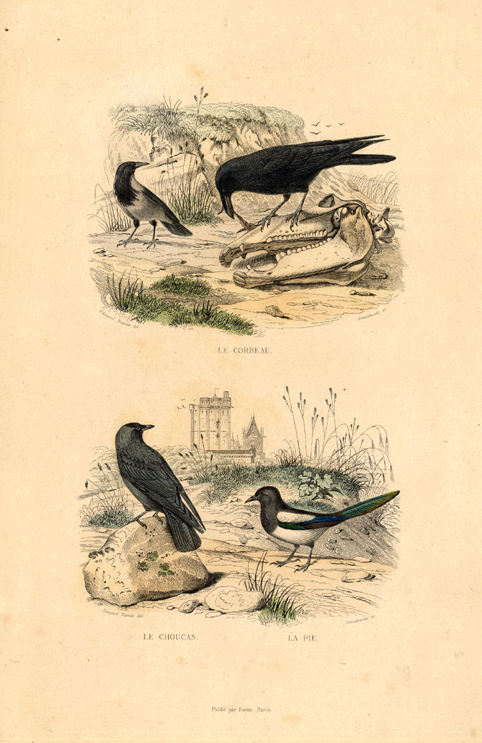 , Antique Print-RAVEN-JACKDAW-MAGPIE-Buffon-1839, Pictura Antique Prints