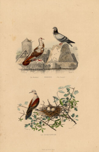 Antique Print-FRENCH MONDAIN-TURTLE DOVE-Buffon-1839