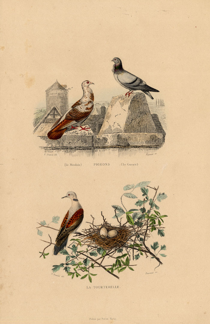 , Antique Print-FRENCH MONDAIN-TURTLE DOVE-Buffon-1839, Pictura Antique Prints
