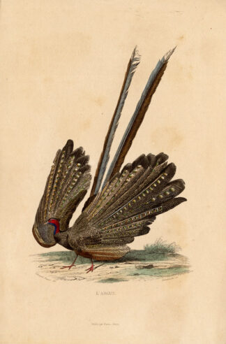 Antique Print-ARGUS-PHEASANT-Buffon-1839