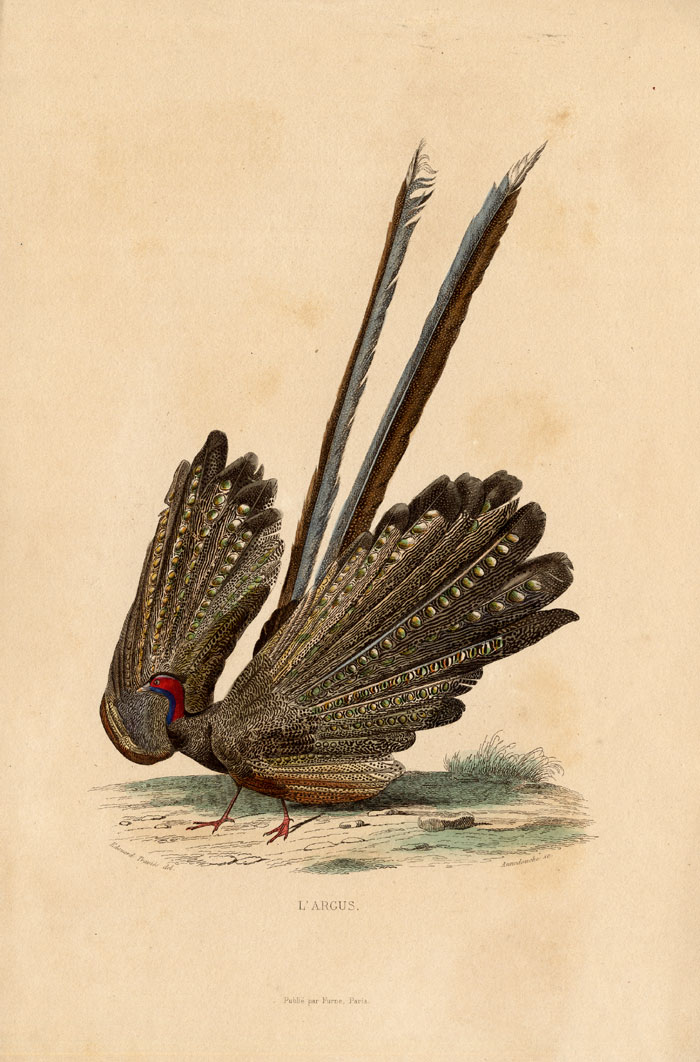 , Antique Print-ARGUS-PHEASANT-Buffon-1839, Pictura Antique Prints