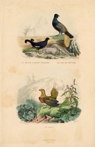 Antique Print-BLACK GROUSE-WOOD GROUSE-Buffon-1839