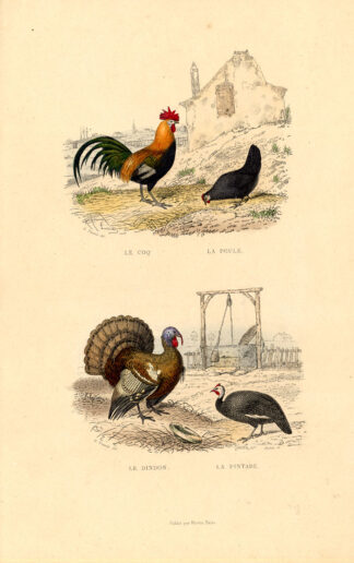 Antique Print-CHICKEN-TURKEY-GUINEAFOWL-Buffon-1839