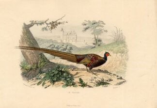 Antique Print-PHEASANT-PHASIANUS COLCHICUS-Buffon-1839