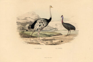 Antique Print-OSTRICH-CASSOWARY-Buffon-1839