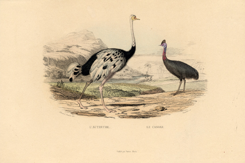 , Antique Print-OSTRICH-CASSOWARY-Buffon-1839, Pictura Antique Prints