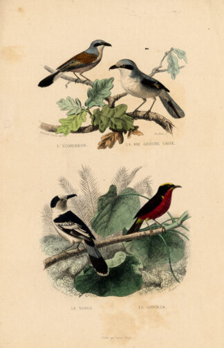 Antique Print-SHRIKE-VANGA-GONOLEK-BOUBOU-Buffon-1839