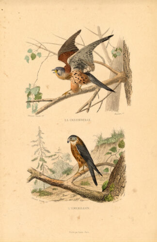 Antique Print-KESTREL-MERLIN-FALCON-Buffon-1839