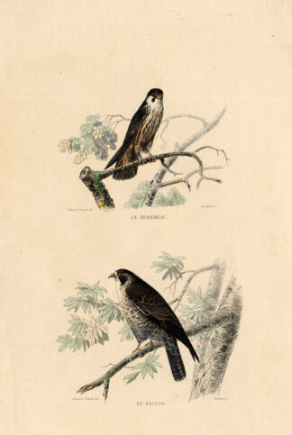 Antique Print-EURASIAN HOBBY-HAWK-FALCON-Buffon-1839