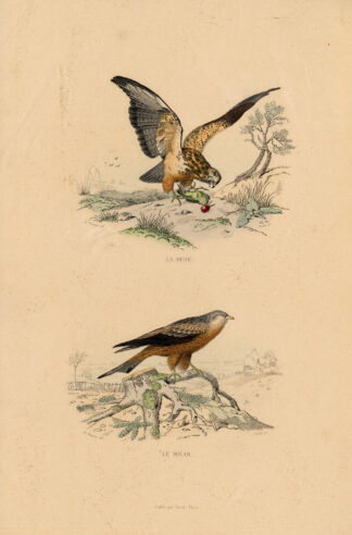 Antique Print-BUZZARD-BRAHMINY KITE-EAGLE-Buffon-1839