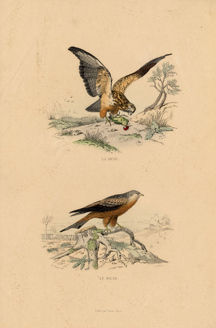 , Antique Print-BUZZARD-BRAHMINY KITE-EAGLE-Buffon-1839, Pictura Antique Prints