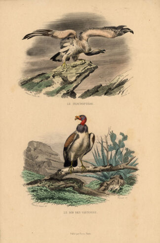 Antique Print-EGYPTIAN VULTURE-KING VULTURE-Buffon-1839