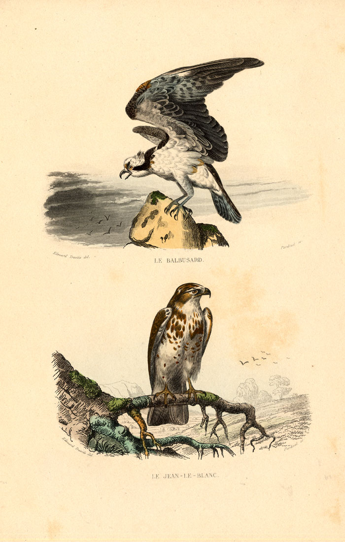, Antique Print-OSPREY-SEA HAWK-EAGLE-Buffon-1839, Pictura Antique Prints