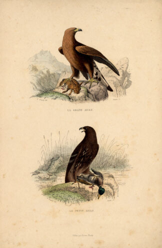 Antique Print-WHITE TAILED EAGLE-SEA EAGLE-Buffon-1839